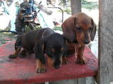 Собаки, щенки Жесткошерстная миниатюрная такса, цена 500 Грн., Фото
