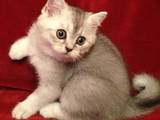Кішки, кошенята Шотландська висловуха, ціна 5000 Грн., Фото