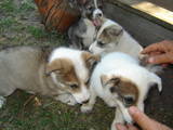 Собаки, щенята Східно-сибірська лайка, ціна 600 Грн., Фото