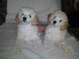 Собаки, щенки Той-пудель, цена 5000 Грн., Фото