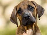 Собаки, щенята Родезійського ріджбек, ціна 1000 Грн., Фото