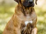 Собаки, щенята Родезійського ріджбек, ціна 1000 Грн., Фото