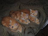 Кошки, котята Экзотическая короткошерстная, цена 5000 Грн., Фото