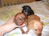Собаки, щенки Карликовый пинчер, цена 500 Грн., Фото