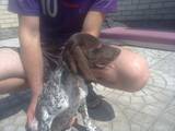 Собаки, щенята Німецька гладкошерста лягава, ціна 600 Грн., Фото
