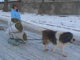 Собаки, щенки Московская сторожевая, цена 1000 Грн., Фото