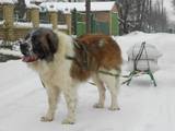 Собаки, щенята Московська сторожова, ціна 1000 Грн., Фото