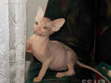 Кішки, кошенята Донський сфінкс, ціна 1300 Грн., Фото