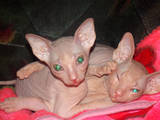 Кошки, котята Донской сфинкс, цена 1300 Грн., Фото