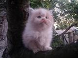 Кішки, кошенята Персидська, ціна 250 Грн., Фото