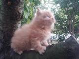 Кошки, котята Персидская, цена 250 Грн., Фото