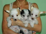 Собаки, щенки Китайская хохлатая собака, цена 3000 Грн., Фото