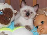 Кошки, котята Сиамская, цена 200 Грн., Фото