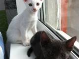 Кошки, котята Корниш-рекс, цена 1000 Грн., Фото