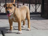 Собаки, щенята Мальоркскій бульдог (Ка Де Бо), ціна 7500 Грн., Фото