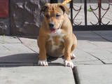 Собаки, щенки Мальоркский бульдог (Ка Де Бо), цена 7500 Грн., Фото