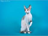 Кішки, кошенята Корніш-рекс, ціна 500 Грн., Фото