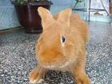 Грызуны Кролики, цена 10 Грн., Фото