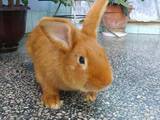 Гризуни Кролики, ціна 10 Грн., Фото