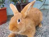 Гризуни Кролики, ціна 10 Грн., Фото