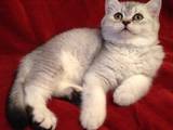 Кошки, котята Шотландская вислоухая, цена 4500 Грн., Фото