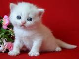 Кошки, котята Шотландская вислоухая, цена 600 Грн., Фото
