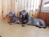 Собаки, щенки Гладкошерстная такса, цена 5000 Грн., Фото