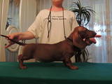 Собаки, щенята Гладкошерста такса, ціна 5000 Грн., Фото
