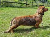 Собаки, щенята Довгошерста такса, ціна 2700 Грн., Фото