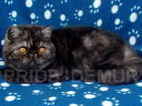 Кішки, кошенята Екзотична короткошерста, ціна 4000 Грн., Фото