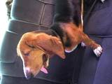 Собаки, щенята Бассет, ціна 3000 Грн., Фото