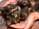 Кішки, кошенята Європейська короткошерста, ціна 2 Грн., Фото