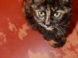 Кошки, котята Европейская короткошерстная, цена 2 Грн., Фото
