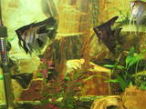 Рибки, акваріуми Акваріуми і устаткування, ціна 2000 Грн., Фото