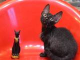 Кішки, кошенята Донський сфінкс, ціна 1800 Грн., Фото