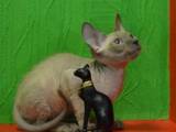 Кошки, котята Донской сфинкс, цена 1800 Грн., Фото