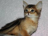 Кошки, котята Сомалийская, цена 7500 Грн., Фото