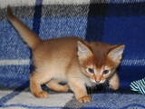 Кошки, котята Сомалийская, цена 7500 Грн., Фото