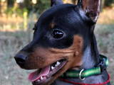 Собаки, щенята Карликовий пінчер, ціна 7500 Грн., Фото
