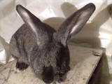 Гризуни Кролики, ціна 120 Грн., Фото