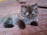 Кішки, кошенята Персидська, ціна 700 Грн., Фото