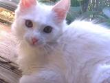 Кошки, котята Турецкая ангора, цена 11 Грн., Фото