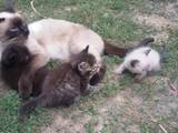 Кошки, котята Сиамская, Фото