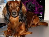 Собаки, щенята Довгошерста такса, ціна 1500 Грн., Фото