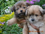 Собаки, щенки Карликовый шпиц, цена 1500 Грн., Фото