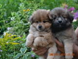 Собаки, щенки Карликовый шпиц, цена 1500 Грн., Фото
