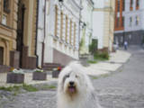 Собаки, щенята Бобтейль, ціна 14000 Грн., Фото