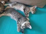 Кішки, кошенята Єгипетська мау, ціна 100 Грн., Фото