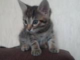 Кошки, котята Египетская мау, цена 100 Грн., Фото