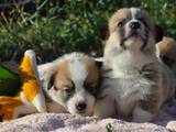 Собаки, щенята Вельш коргі пемброк, ціна 22000 Грн., Фото